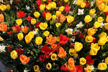 Festival zelišč (29)